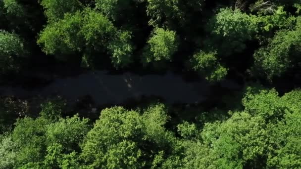고요한 강이 흐르는 조밀하게 자라는 나무 아래를 날아다보며 — 비디오