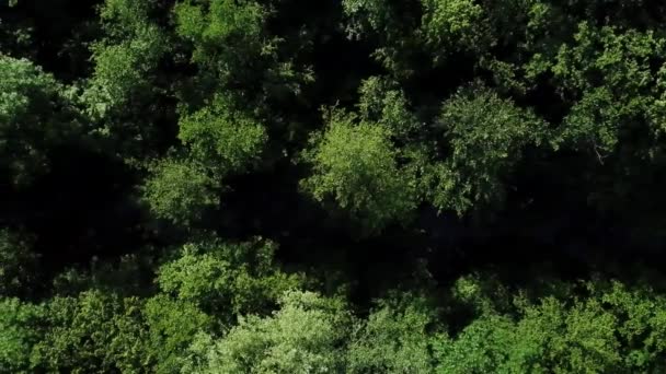 Direct boven het zicht van dicht groeiende bomen, waartussen een kalme rivier stroomt — Stockvideo