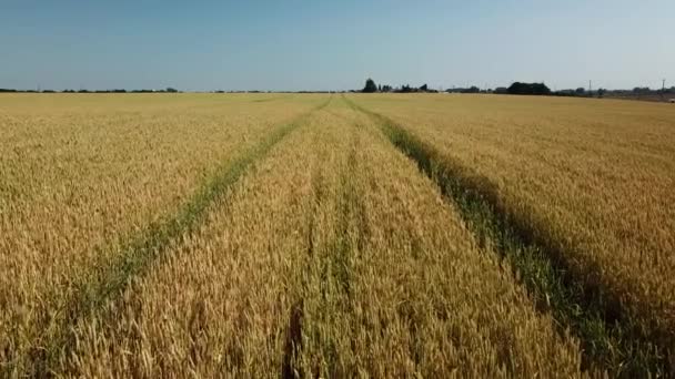 Campo de trigo y día soleado, hermoso paisaje natural. Paisajes rurales bajo la luz del sol . — Vídeos de Stock