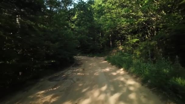 Lucht vliegen tussen bomen in bos op zonnige dag — Stockvideo