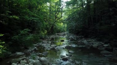 Güneşli Günde Nehir Altında Orman Daki Ağaçlar Arasında Uçan Hava