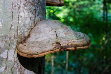 Güneşli bir günde canlı ağaçta Fomes fomentarius yakın çekim