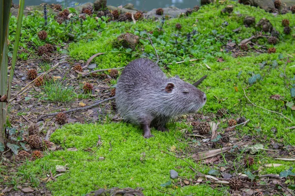 Nutria search for food near the river, harmful animal. Wild nutria inhabit ponds and rivers. — Stock Photo, Image