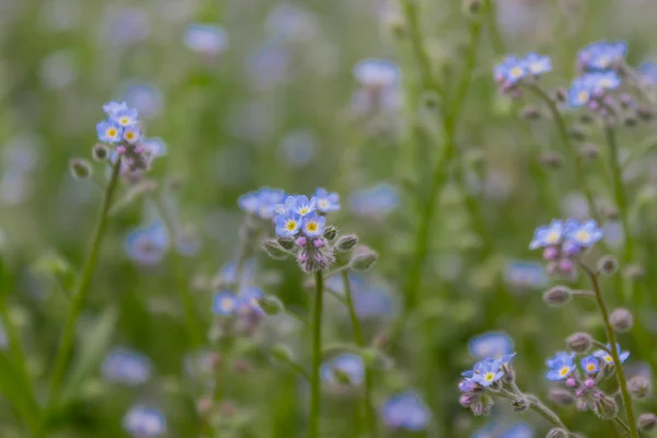 Myosotis scorpioides syn. Myosotis palustris é uma planta com flor herbácea perene — Fotografia de Stock