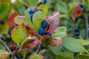 Yaban mersini çalılığında olgun yaban mersini kümesi