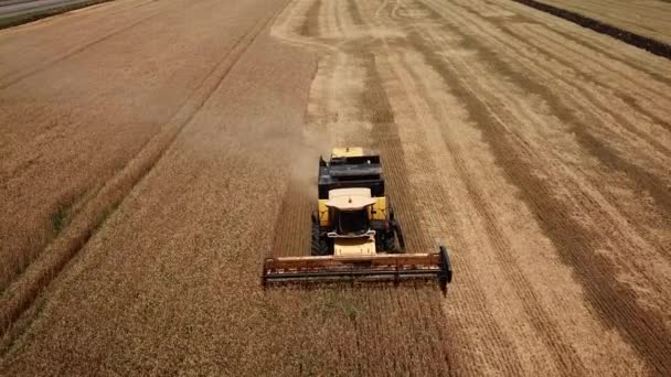 Drone footage of golden fields and combine harvester — Stock Video