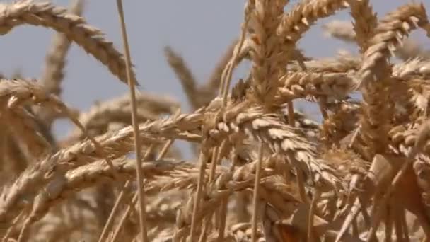 Sluiten van gele gerstplanten in een tarweveld — Stockvideo