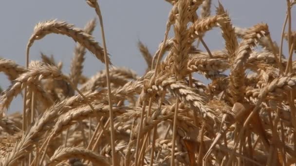 Close up de plantas de cevada amarela em um campo de trigo — Vídeo de Stock