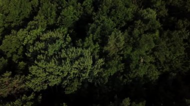 Orman arka plan, Kafkaslar, Rusya yaz yeşil ağaçların havadan üst görünümü.