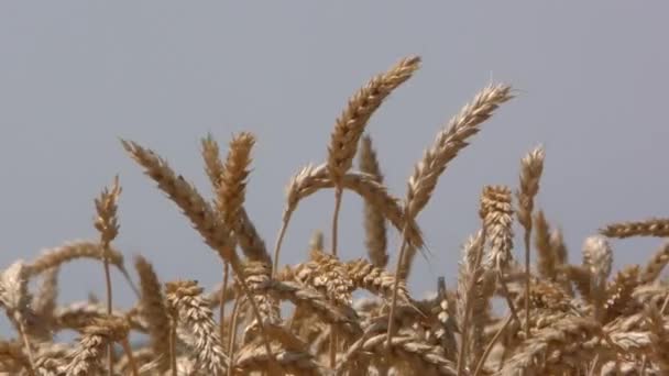 Primer plano de las plantas de cebada amarilla en un campo de trigo — Vídeo de stock