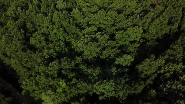 Vue aérienne du dessus des arbres verts d'été en arrière-plan forestier, Caucase, Russie . — Video