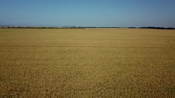 大麦畑と晴れた日、美しい自然の風景。輝く日差しの下の田園風景. — ストック動画