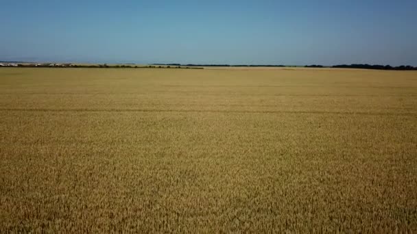 Campo de cebada y día soleado, hermoso paisaje natural. Paisajes rurales bajo la luz del sol . — Vídeos de Stock