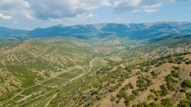 Kırım manzara: dağın ovalarında üzüm bağları havadan görünümü. Kırım üzüm bağları.