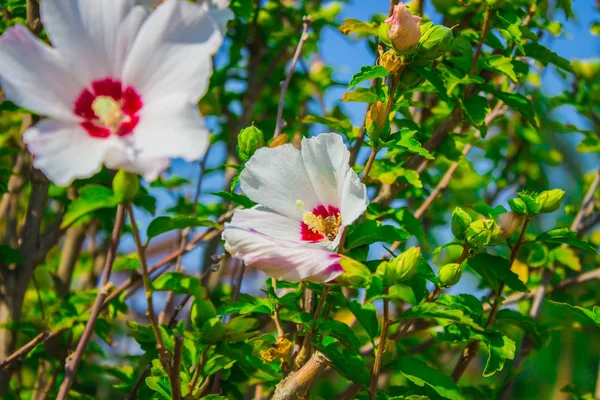 Hibiscus Moscheutos, beauty flowers in botanical garden. Photo of summer flowers. — Stock Photo, Image