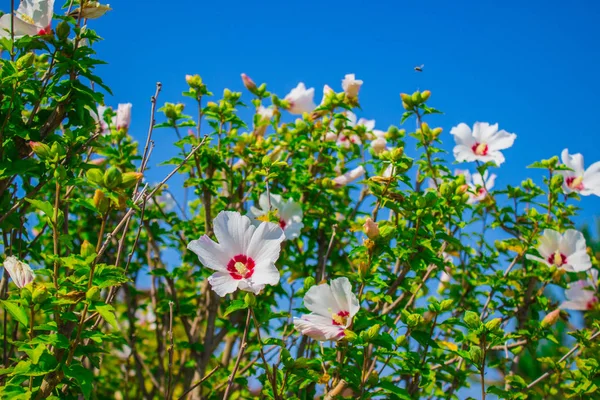 Hibiscus moscheutos, krásné květiny v botanické zahradě. Fotka letních květin. — Stock fotografie
