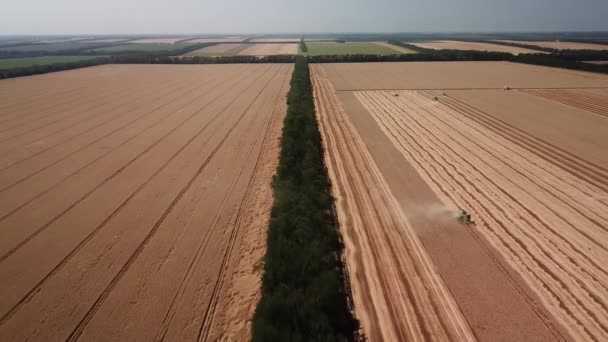 Rusko, červenec, 2019-kombinovat sklizeň: letecký pohled na zemědělský stroj sbírání zlatých zralých — Stock video