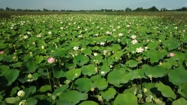 Aerial drone stock footage of flowering lotuses on the lake near the road in Krasnodar Krai of Russia. — ストック動画