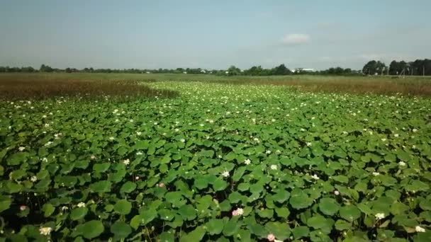 Flygdrönare stockfilm av blommande lotusar på sjön nära vägen i Krasnodar Krai i Ryssland. — Stockvideo