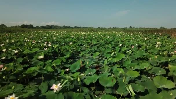 Aerial drone stock materiał filmowy z kwitnących lotosów na jeziorze w pobliżu drogi w Krasnodar Krai Rosji. — Wideo stockowe