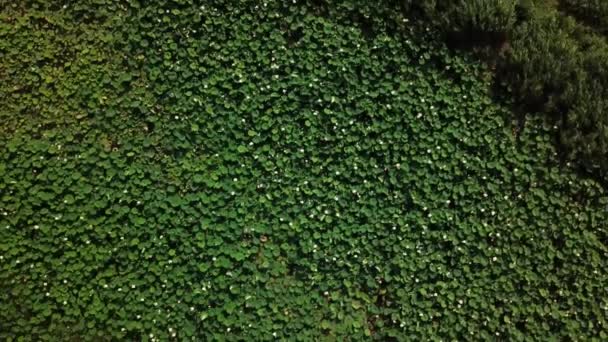 Aerial drone stock footage of flowering lotuses on the lake near the road in Krasnodar Krai of Russia. — Stock Video