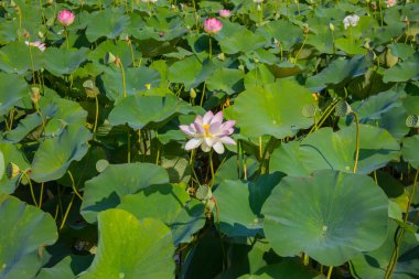 Lotus çiçeğinin tomurcuk. Arka plan lotus yaprağı ve lotus çiçek ve nilüfer tomurcuk ve ağaç.