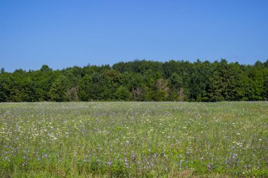 Orman ve çayır Yatay yaz arka plan