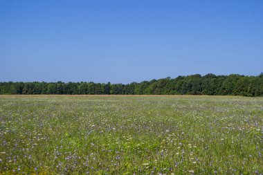 Orman ve çayır Yatay yaz arka plan