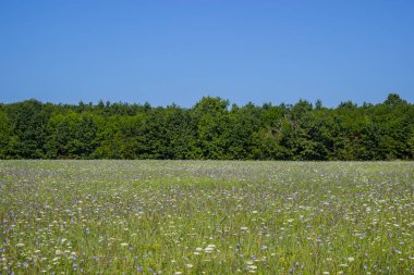 Orman ve çayır Yatay yaz arka plan