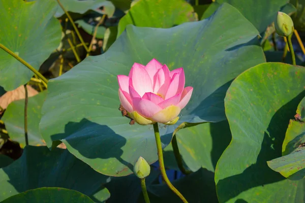 The bud of a lotus flower. Background is the lotus leaf and lotus flower and lotus bud and tree. — Stock Photo, Image