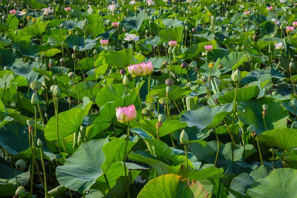 O botão de uma flor de lótus. Fundo é a folha de lótus e flor de lótus e botão de lótus e árvore . — Fotografia de Stock