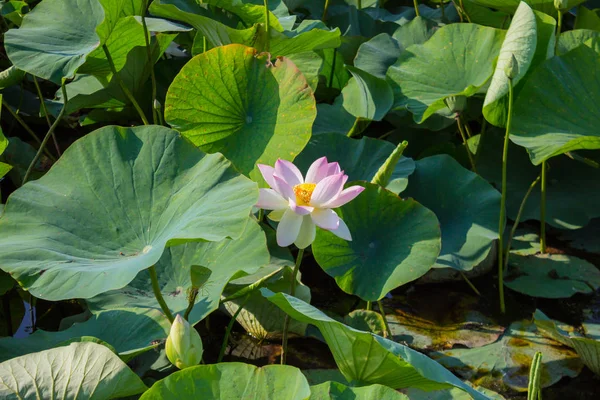 O botão de uma flor de lótus. Fundo é a folha de lótus e flor de lótus e botão de lótus e árvore . — Fotografia de Stock