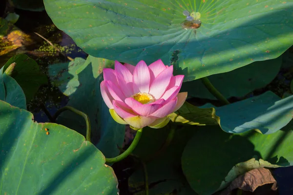 O botão de uma flor de lótus. Fundo é a folha de lótus e flor de lótus e botão de lótus e árvore . — Fotografia de Stock