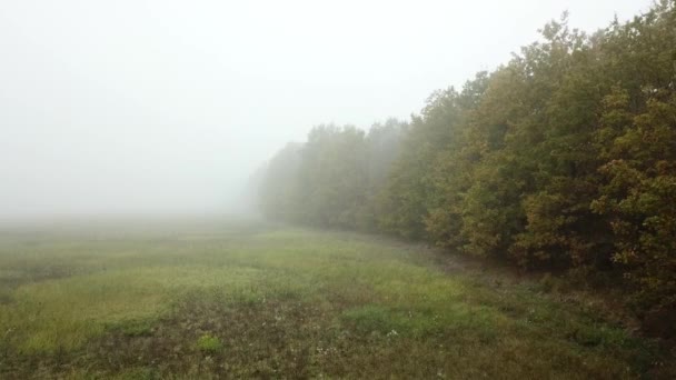 Воздушная муха возле осенних деревьев в мистическом лесу и тумане — стоковое видео