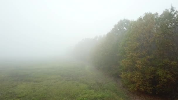 Mosca aérea cerca de árboles otoñales en bosque místico y niebla — Vídeos de Stock