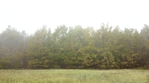 Aerial fly near autumn trees in mystic forest and fog — Αρχείο Βίντεο