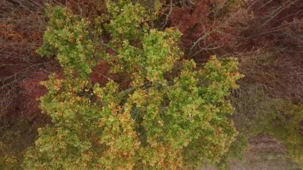 Vista aérea de los árboles otoñales en el fondo del bosque, Cáucaso, Rusia. Árboles de coníferas y de hoja caduca . — Vídeos de Stock