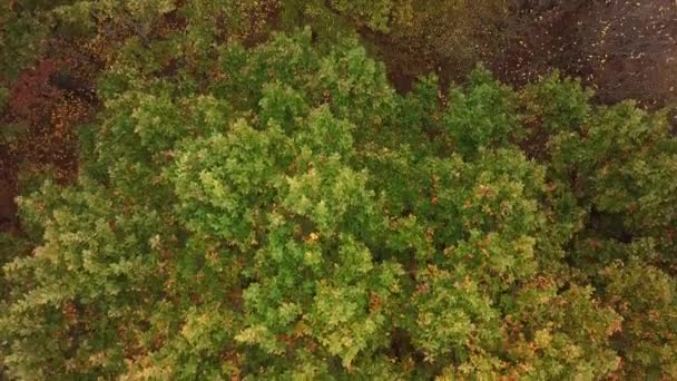 Vista aérea de los árboles otoñales en el fondo del bosque, Cáucaso, Rusia. Árboles de coníferas y de hoja caduca . — Vídeo de stock