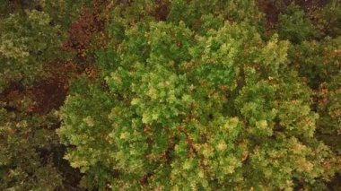 Orman arka planındaki sonbahar ağaçlarının havadan görünüşü, Kafkaslar, Rusya. Kozalaklı ve yaprak döken ağaçlar.
