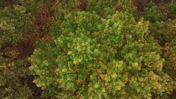 Vista aérea de los árboles otoñales en el fondo del bosque, Cáucaso, Rusia. Árboles de coníferas y de hoja caduca . — Vídeos de Stock