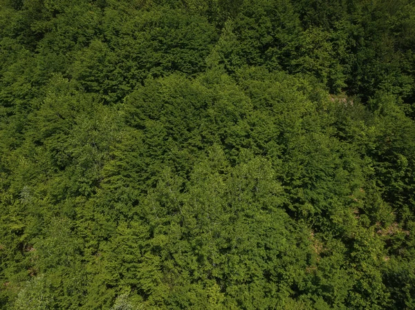 Vista aérea superior da floresta de cima, árvores verdes de verão no fundo da floresta, Cáucaso, Rússia. Árvores de coníferas e de folha caduca, estrada florestal . — Fotografia de Stock