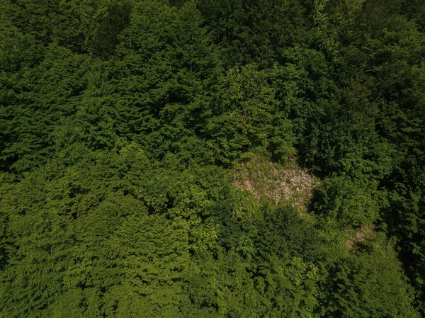 Vista aérea superior da floresta de cima, árvores verdes de verão no fundo da floresta, Cáucaso, Rússia. Árvores de coníferas e de folha caduca, estrada florestal . — Fotografia de Stock