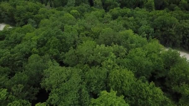 มุมมองด้านบนทางอากาศของต้นไม้สีเขียวฤดูร้อนในพื้นหลังป่า, คอเคซัส, รัสเซีย มุมมองโดรนของภาพ 4K ต้นไม้ที่งอกเงยและงอกงาม . — วีดีโอสต็อก