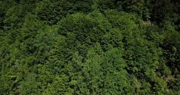 Vista aérea del bosque desde arriba, árboles verdes de verano en el fondo del bosque, Cáucaso, Rusia. Árboles de coníferas y caducifolias, camino forestal . — Vídeos de Stock