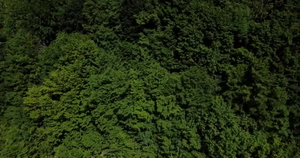 Vista aérea del bosque desde arriba, árboles verdes de verano en el fondo del bosque, Cáucaso, Rusia. Árboles de coníferas y caducifolias, camino forestal . — Vídeos de Stock