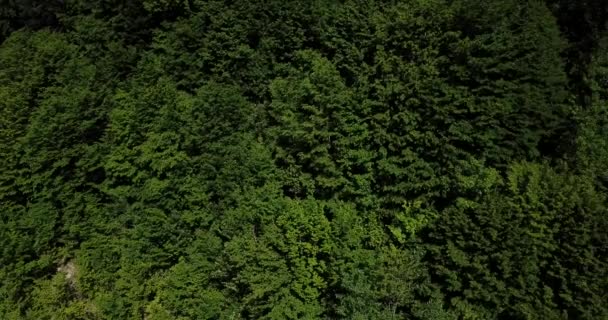 Vista aérea del bosque desde arriba, árboles verdes de verano en el fondo del bosque, Cáucaso, Rusia. Árboles de coníferas y caducifolias, camino forestal . — Vídeos de Stock