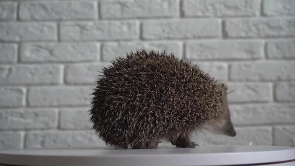 Wild hedgehog. Small mammal with spiny hairs on its back and sides — Stock Video