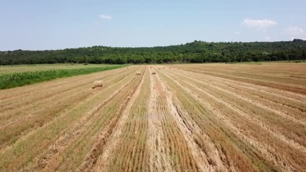 Point de vue du drone : survoler le champ de maïs vert et les meules de foin — Video