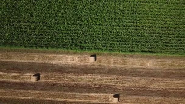 Atas tampilan zoom out: terbang di atas ladang jagung hijau dan tumpukan jerami — Stok Video