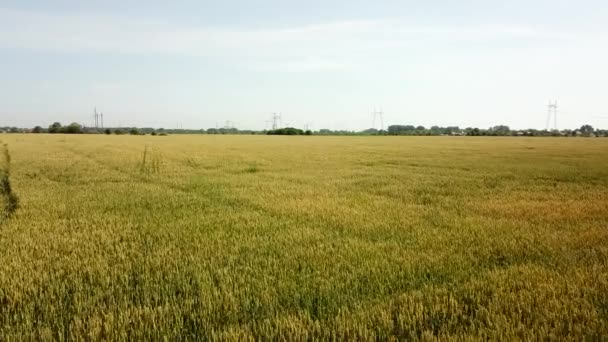 Wheat field. Golden ears of wheat on the field. Wheat field aerial view. — Stock Video